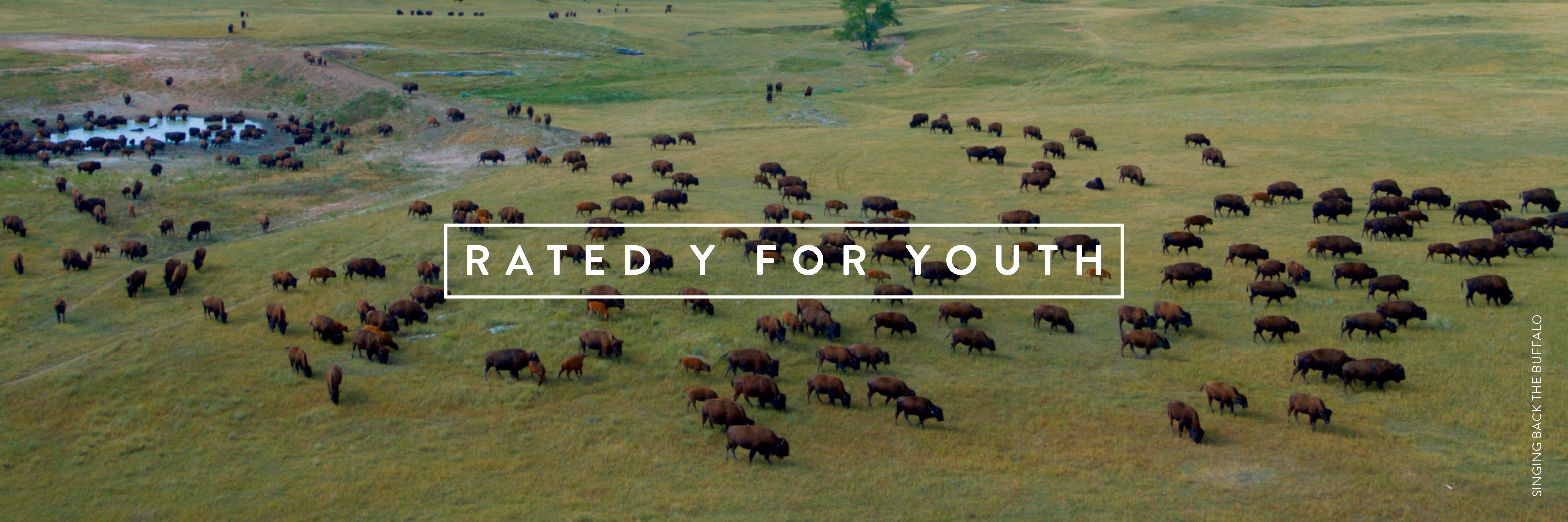 A herd of buffalo move across a green field. From the film Singing Back the Buffalo. The title Rated Y for Youth overlaid.